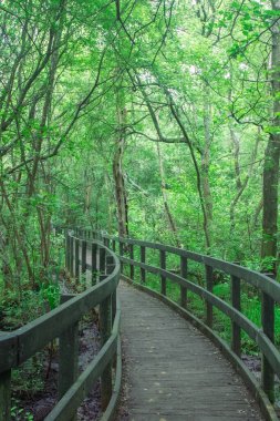 Şehir parkında bataklık üzerinde doğa yolunda bir tahta yürüyüş.