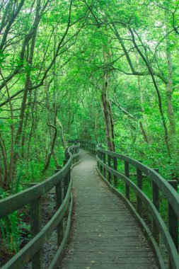 Şehir parkında bataklık üzerinde doğa yolunda bir tahta yürüyüş.