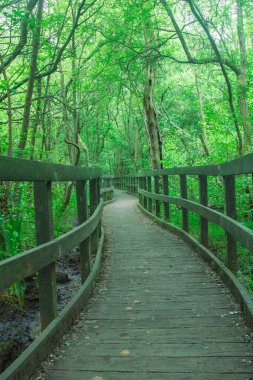 Şehir parkında bataklık üzerinde doğa yolunda bir tahta yürüyüş.