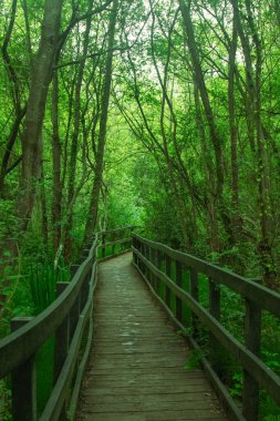 Şehir parkında bataklık üzerinde doğa yolunda bir tahta yürüyüş.