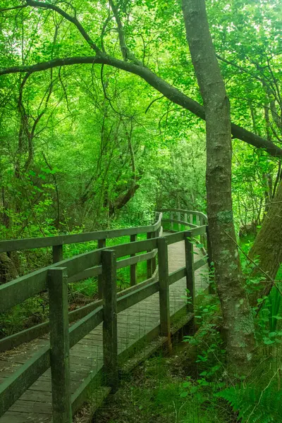 Şehir parkında bataklık üzerinde doğa yolunda bir tahta yürüyüş.