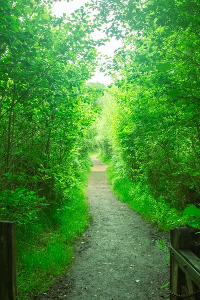 Ormanlık bir alanda halka açık bir parkta bir doğa yolu.