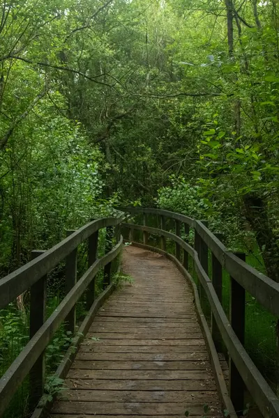 Şehir parkında bataklık üzerinde doğa yolunda bir tahta yürüyüş.