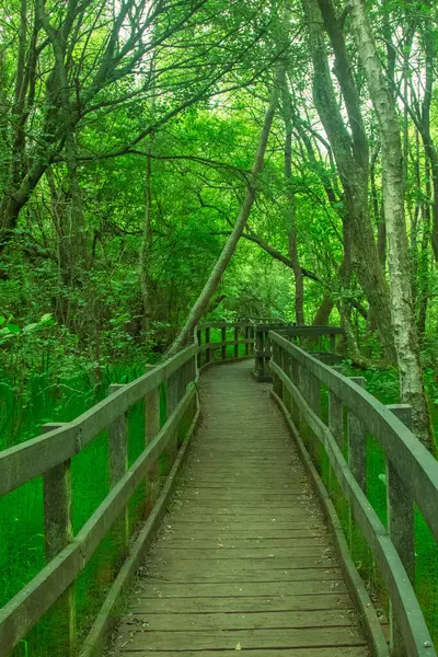 Şehir parkında bataklık üzerinde doğa yolunda bir tahta yürüyüş.