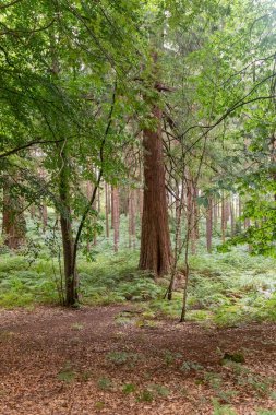 Yateley 'deki bir orman manzarası. Açık fundalık, gorse, huş ağacı ve meşe ağaçlarının bulunduğu geniş bir Heathland kompleksi.