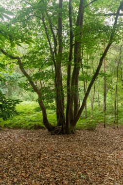 Yateley 'deki bir orman manzarası. Açık fundalık, gorse, huş ağacı ve meşe ağaçlarının bulunduğu geniş bir Heathland kompleksi.