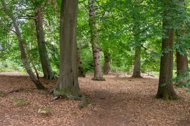 Yateley 'deki bir orman manzarası. Açık fundalık, gorse, huş ağacı ve meşe ağaçlarının bulunduğu geniş bir Heathland kompleksi.