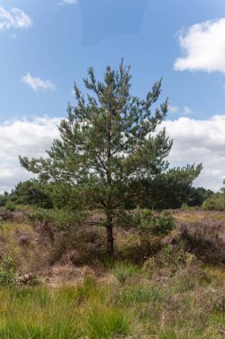 Yateley 'de büyüyen ağaçların manzarası açık fundalık, gorse, huş ağacı ve meşe ağaçlarının bulunduğu geniş bir kalorifer kompleksi.
