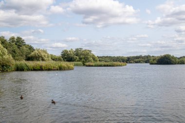 Fleet Pond Local Nature Reserve 'deki göl manzarası ve Özel Bilimsel İlgi Alanı