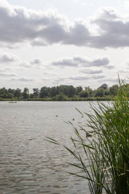 Fleet Pond Local Nature Reserve 'deki göl manzarası ve Özel Bilimsel İlgi Alanı