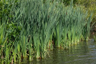 Fleet Pond Local Nature Reserve 'deki göl manzarası ve Özel Bilimsel İlgi Alanı