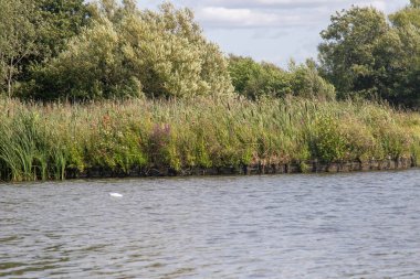 Fleet Pond Local Nature Reserve 'deki göl manzarası ve Özel Bilimsel İlgi Alanı