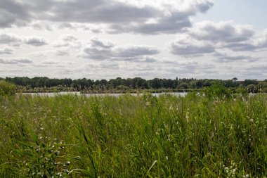 Fleet Pond Yerel Doğa Koruma Alanında bir sazlık manzarası ve Özel Bilimsel İlgi Alanı