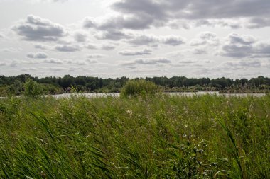 Fleet Pond Yerel Doğa Koruma Alanında bir sazlık manzarası ve Özel Bilimsel İlgi Alanı