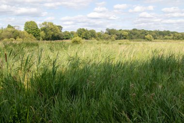 Fleet Pond Yerel Doğa Koruma Alanında bir sazlık manzarası ve Özel Bilimsel İlgi Alanı