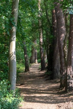 Filo Göleti 'ndeki ormanlık alanda bir patika manzarası ve Özel Bilimsel İlgi Alanı