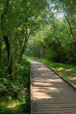 Filo Göleti 'ndeki ormanlık alanda bir patika manzarası ve Özel Bilimsel İlgi Alanı