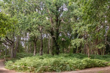 Filo Göleti 'ndeki ormanlık alanda bir patika manzarası ve Özel Bilimsel İlgi Alanı