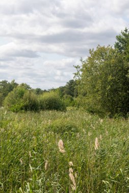 Fleet Pond Yerel Doğa Koruma Alanında bir sazlık manzarası ve Özel Bilimsel İlgi Alanı