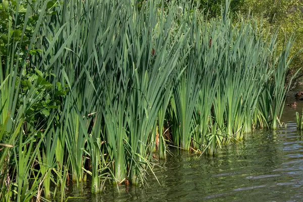 Fleet Pond Local Nature Reserve 'deki göl manzarası ve Özel Bilimsel İlgi Alanı