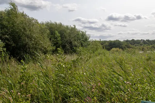 Fleet Pond Yerel Doğa Koruma Alanında bir sazlık manzarası ve Özel Bilimsel İlgi Alanı