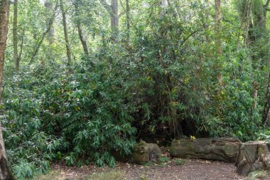 Virginia Su Gölü 'nü çevreleyen patikanın kenarında bir çalı çırpı var.