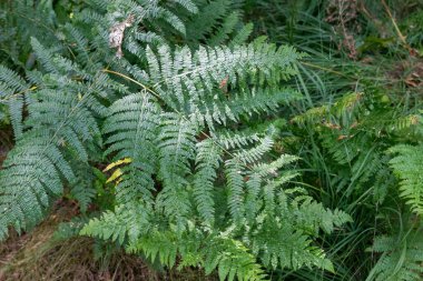 Virginia Su Gölü 'nü çevreleyen patikanın kenarında büyüyen eğreltiotu manzarası.