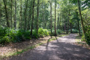 Virginia Su Gölü 'nü çevreleyen patikanın manzarası.