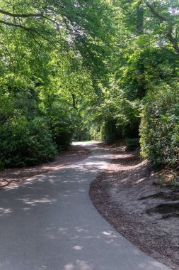 Virginia Su Gölü 'nü çevreleyen patikanın manzarası.