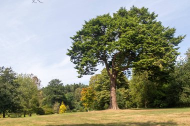 Virginia Su Gölü 'nü çevreleyen patika boyunca uzanan parkın manzarası.