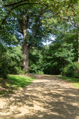 Virginia Su Gölü 'nü çevreleyen patikanın manzarası.