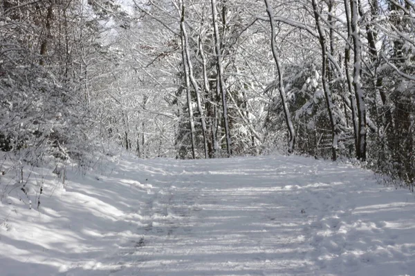 stock image a road in a forest or park covered with snow in winter along with surrounding bushes and trees and Christmas trees in Germany Europe. High quality photo