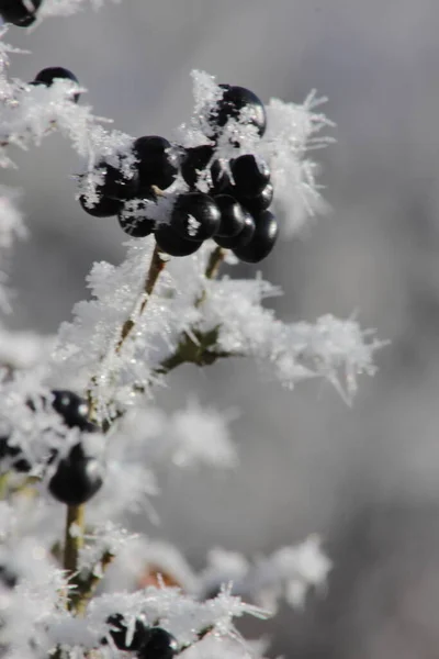 Mela Rossa Privet Sotto Neve Congelamento Invernale Piante Arbustive Bacca — Foto Stock