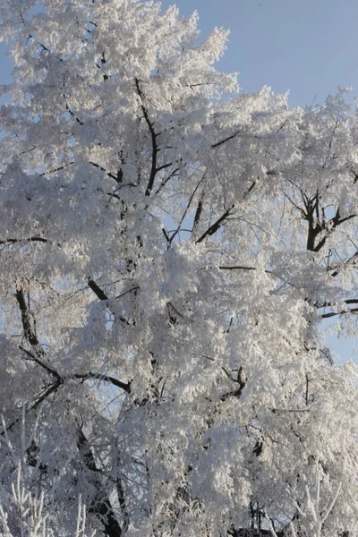 Samotne Drzewo Zimą Odizolowane Białym Tle Wysokiej Jakości Zdjęcie — Zdjęcie stockowe