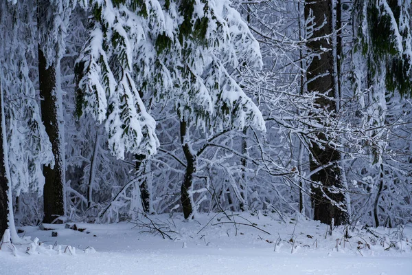 Almanya 'da bir şehir parkında kışın karla kaplı Noel ağaçları Avrupa' da. Yüksek kalite fotoğraf