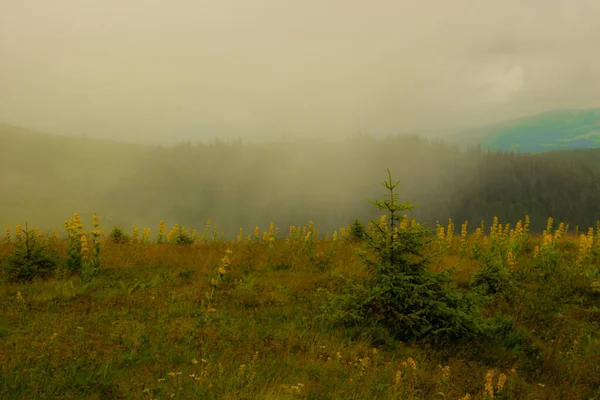 Горы Волшебном Тумане Шварцвальде Германия Мистический Пейзаж Туманом Туман Создает — стоковое фото