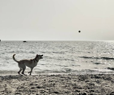 Formda ve aktif bir köpek yaz tatilinde okyanusta bir plajda topla oynuyor. fotokopi alanı olan siyah beyaz bir fotoğraf. Yüksek kalite fotoğraf