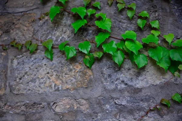 the plant weaves along the wall. The Green Creeper Plant on old Wall. leafs in a german park. Lucky clovers. Lovey green clover leaves on the concrete wall. Nature green clover leaves. Green
