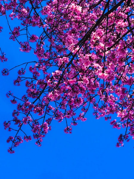 Spring banner, blossom background. Cherry blossom. Branch delicate spring flowers. Pink spring cherry blossom. Cherry tree branch with spring pink flowers isolated on blue, Beautiful flower in blooming with branch isolated on blue background for spri