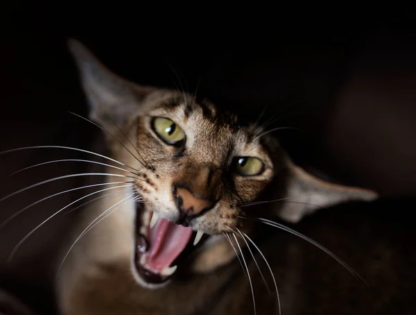 Kočka Křičí Myslí Tygr Jako Tygr Nebo Lev Kvalitní Fotografie — Stock fotografie