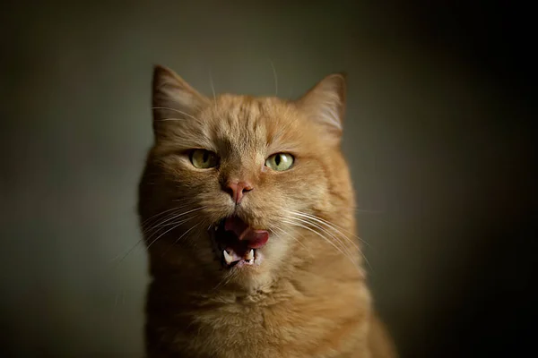 Kedi Bağırıyor Kaplan Aslan Gibi Bir Şey Olduğunu Düşünüyor Yüksek — Stok fotoğraf