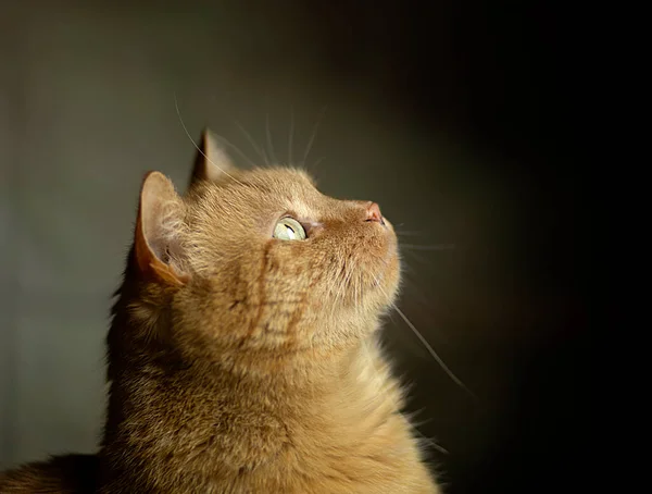 Pastel Arka Planda Yeşil Gözlü Zencefilli Kedi Portresinin Yakın Plan — Stok fotoğraf