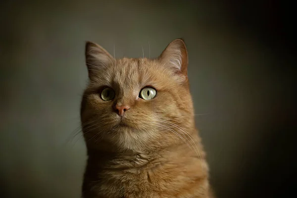 종마의 배경에 사진을 클로즈업으로 찍었습니다 선택적 집중입니다 어두운 배경의 고양이 — 스톡 사진