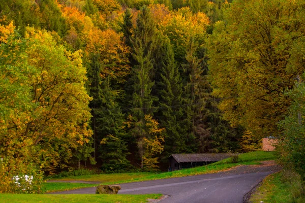 Enorma Höstlönn Och Landsväg Med Ljusa Lövverk Högkvalitativt Foto — Stockfoto