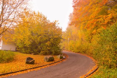 Muhteşem renkler. Ağaçlı, turuncu, kırmızı ve sarı yapraklı renkli sonbahar manzaraları. Güzel orman yolu. Sonbahar manzarası. Kircheim, Hesse, Almanya. Yüksek kalite fotoğraf