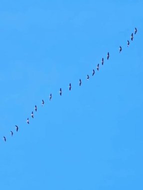 Turnalar uçuyor, bir kuş sürüsü sonbaharda mavi gökyüzünde yavaşça uçuyor. Yüksek kaliteli FullHD görüntüler