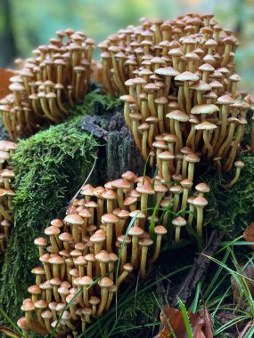 Bir kütüğün üzerinde peluş mantar. Bir kütük üzerinde büyüyen bir grup mantar. Sonbahar. Yakın plan çekim. Yüksek kalite fotoğraf