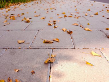 Sonbahar yaprakları şehir sokaklarında, insan yok, doğa geçmişi var. Yüksek kalite fotoğraf