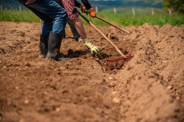 Çiftçilerden oluşan bir ekip, kır bahçesindeki tarımsal tarlalarda çalışıyor. Yüksek kalite fotoğraf