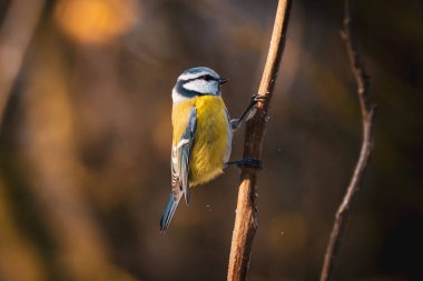 martı su yüzeyinde uçuyor. Yüksek kalite fotoğraf